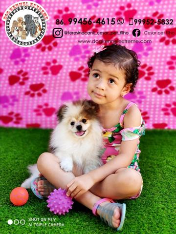 Spitz Alemão Com Pedigree Canil Teresina Raças Pequenas - Foto 2