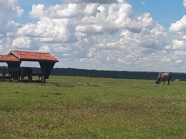 Fazenda pecuária 320 alq. Mato Grosso do Sul - Foto 4