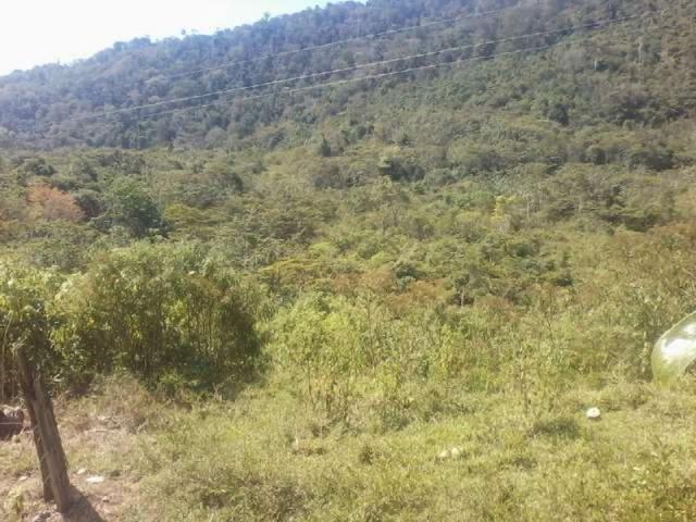 Fazenda de cacau no sul da bahia. mascote - camacã - itabuna - Foto 2