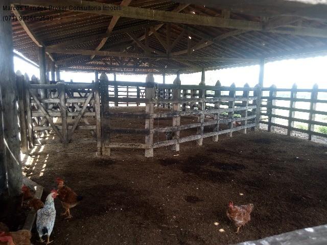 Fazenda a venda em baixa grande - bahia / brasil. - Foto 7