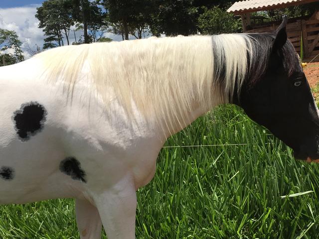 Paint Horse Homozigoto PO - Foto 4