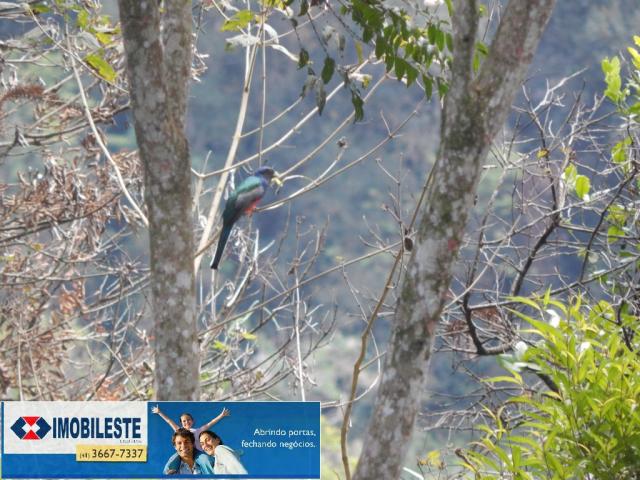 Terreno à venda em Lustosa arroio grande, Ipiranga cod:10330.1860 - Foto 11