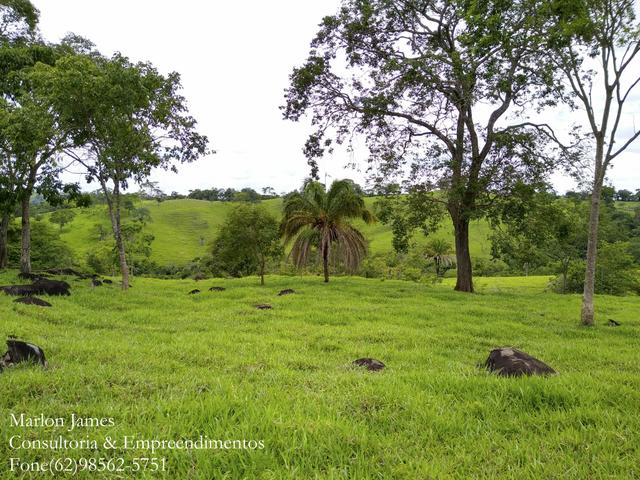Fazenda em Americano do Brasil-Go! - Foto 17