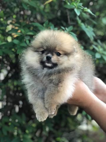 Spitz alemão