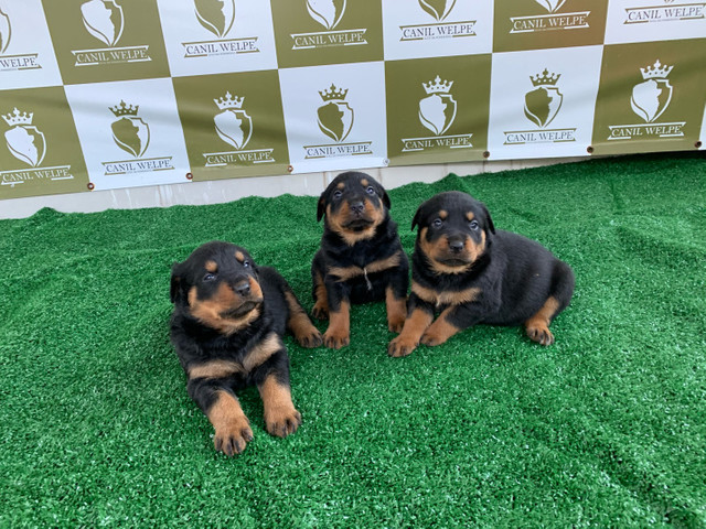 Rottweiler filhotes
