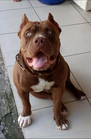 Filhotes de American Bully - Foto 3