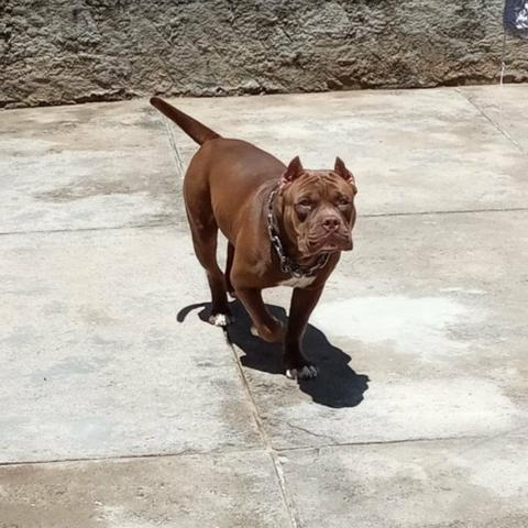 Filhotes de American Bully - Foto 2
