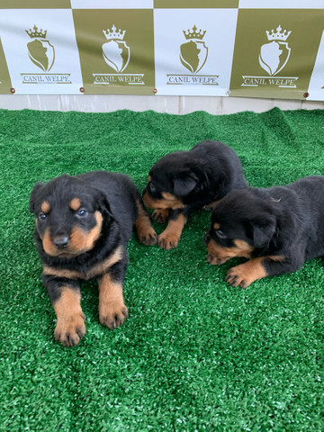 Rottweiler filhotes - Foto 2