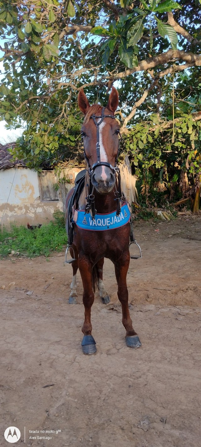 Cavalo mestiço 