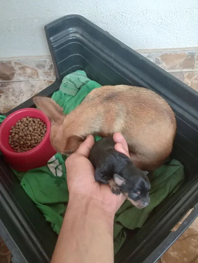 Filhote pincher 0 macho  - Foto 4