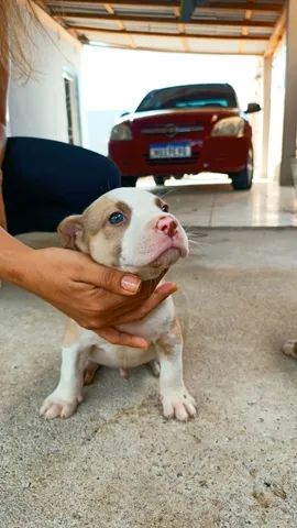 Filhotes de pitbull com pit monster  - Foto 3