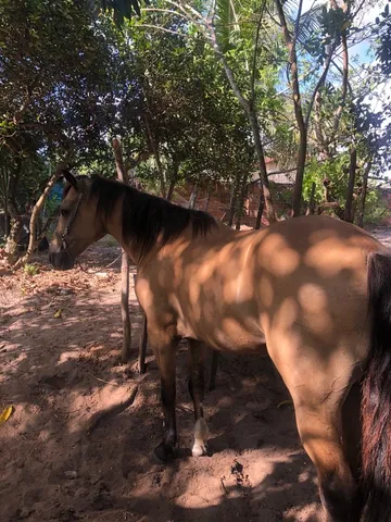 Traia de cavalo  +63 anúncios na OLX Brasil