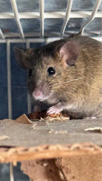 Fêmea de Camundongo - Foto 4