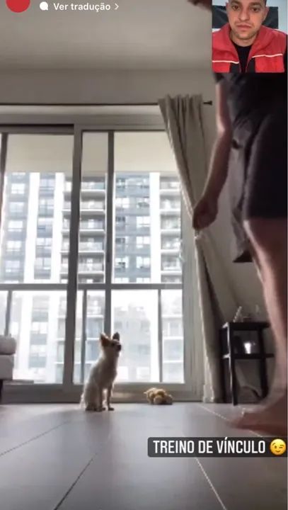 Adestramento de cães on-line  - Foto 2