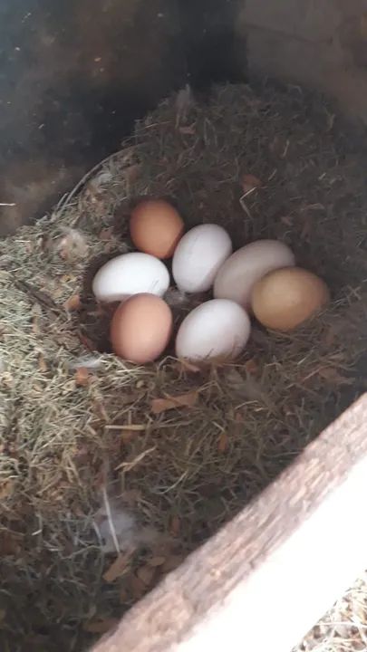 Ovos de galinha caipira