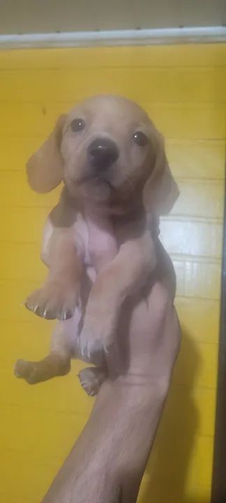 Filhote de linguicinha macho  - Foto 5