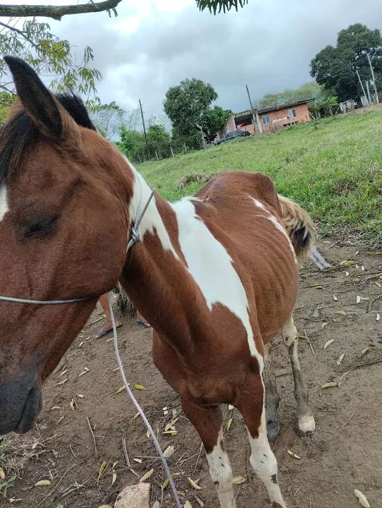 Cavalo pampo para venda ou troca - Foto 2