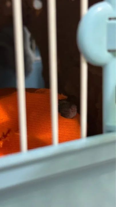 Fêmea de Camundongo