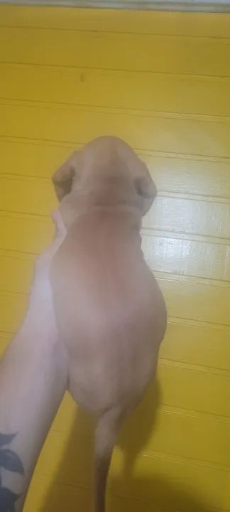 Filhote de linguicinha macho  - Foto 6