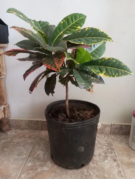 Planta Croton - Foto 2