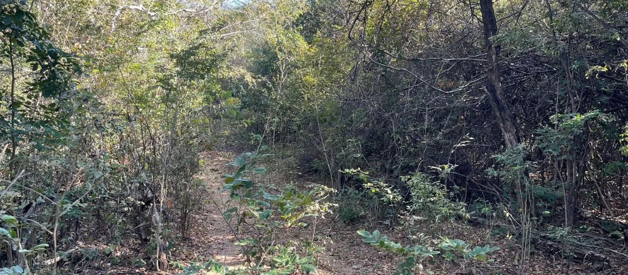 Area 240 Hecatres!! Escriturada e Geo Referenciada!!!Aceita veiculo e Imovel... - Foto 3