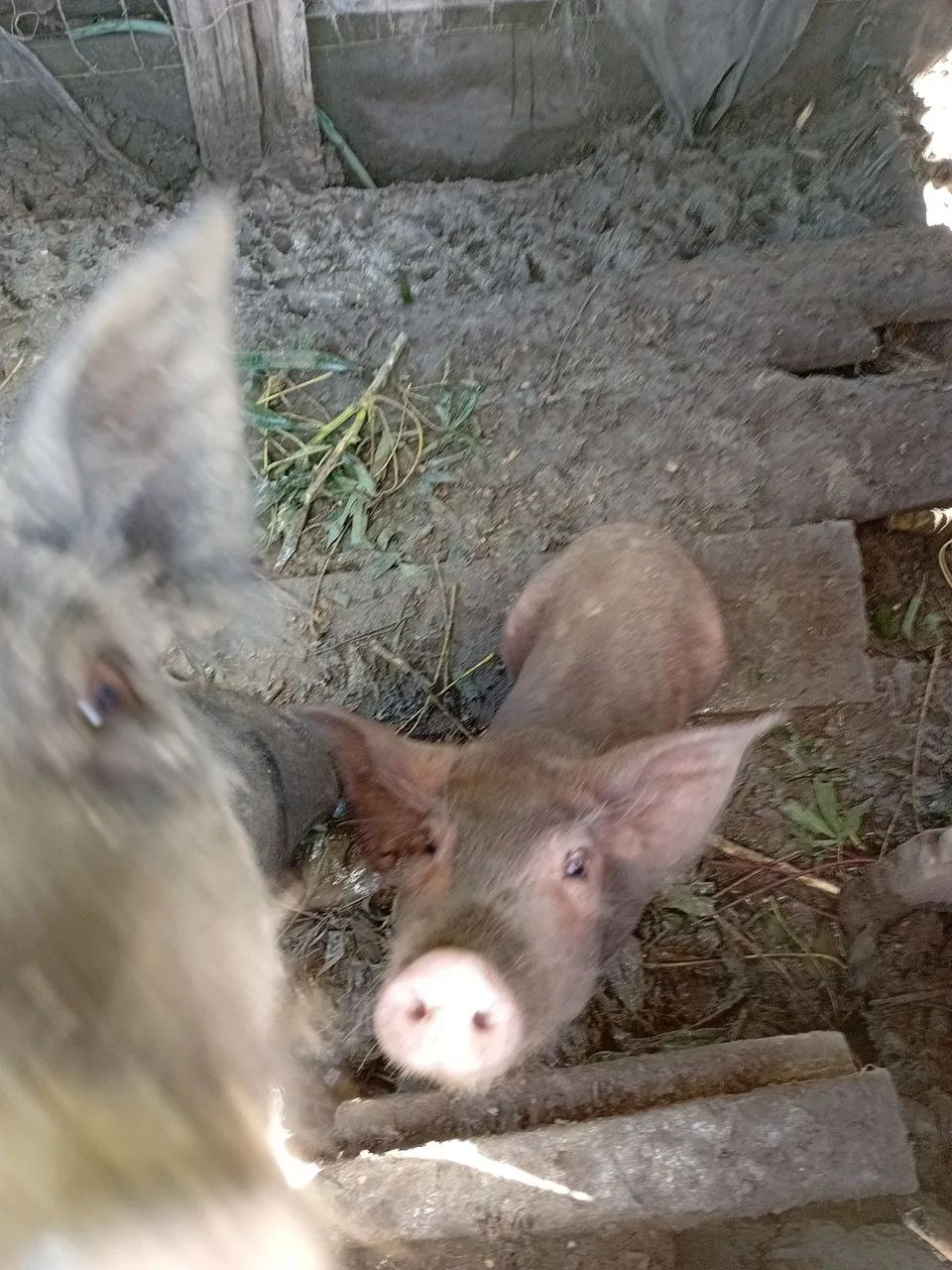 Três porquinhos fofinhos para adoção - Foto 3
