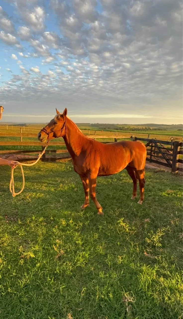 Cavalo Quarto de Milha