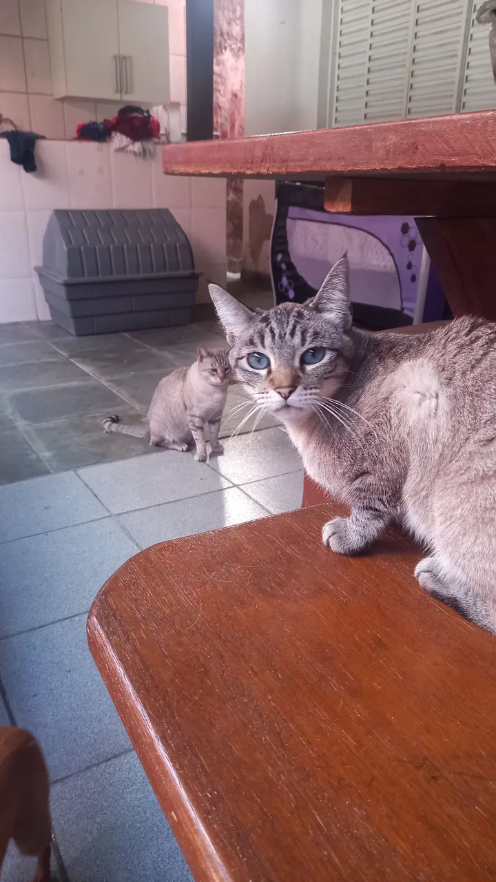 Gatas mãe e filha!