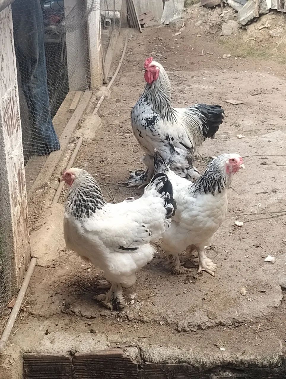 Galinha Brahma light  - Foto 3