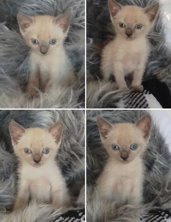 Gata siamês com 40 dias  - Foto 5