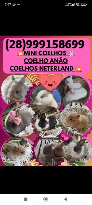 Coelho gigante de flandes casal reprodutor ? - Foto 3