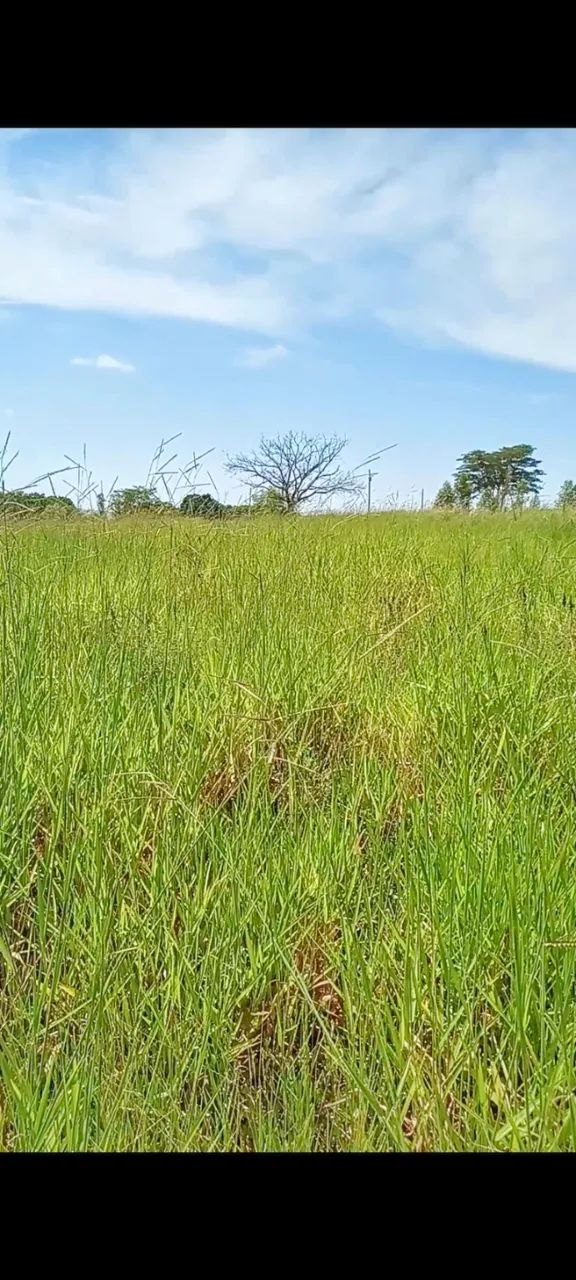 Foto - Presidente Prudente - Floresta do Sul