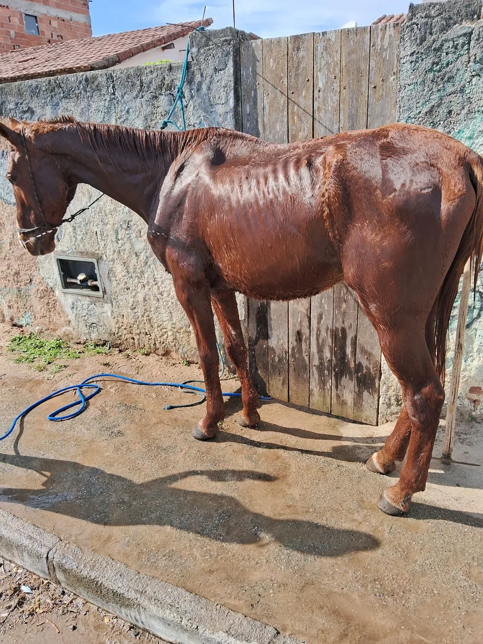 Cavalo para venda e trocas