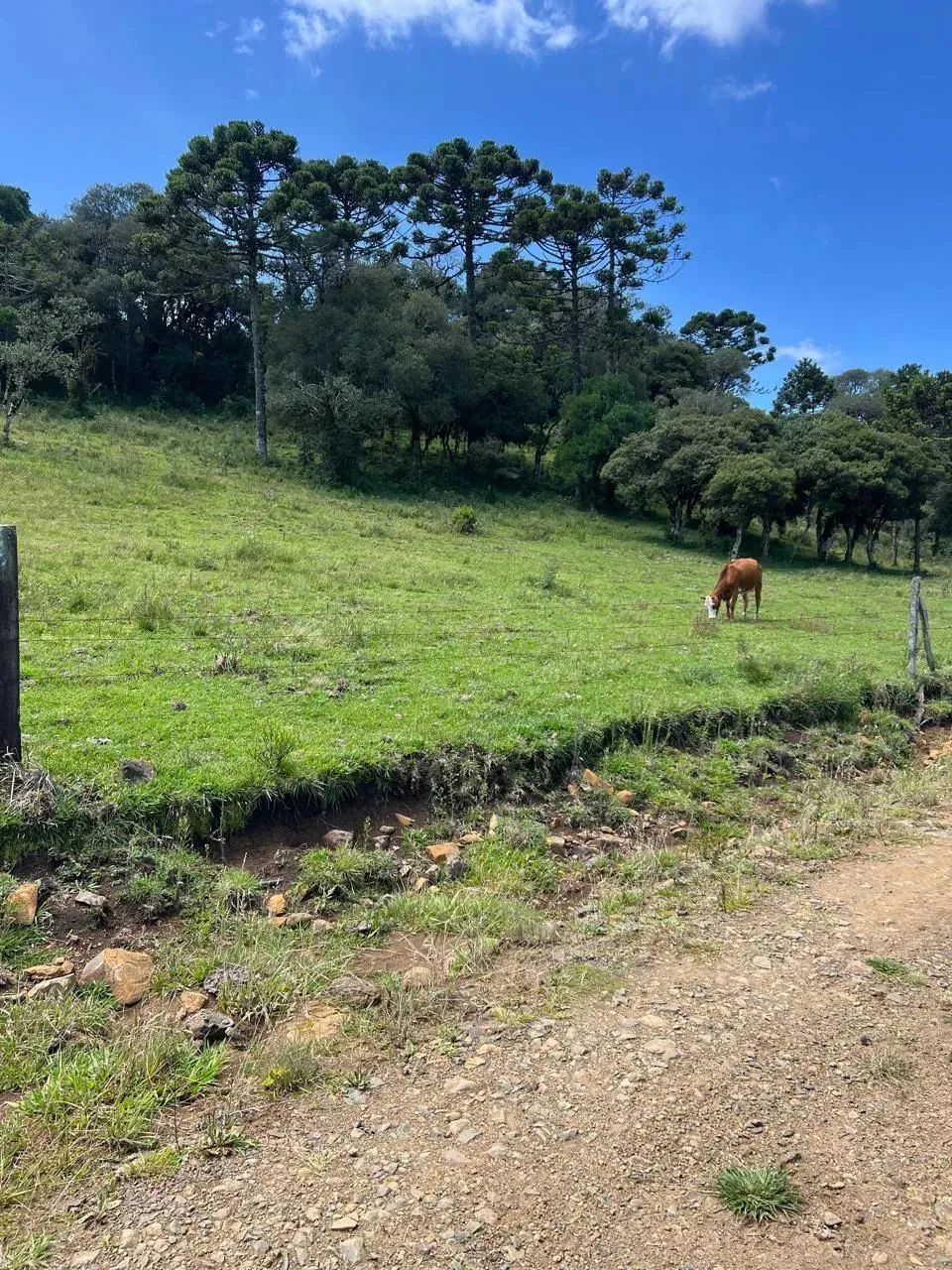 Terreno com ótimo acesso, energia elétrica instalada e desconto de 15% à vista - Foto 4