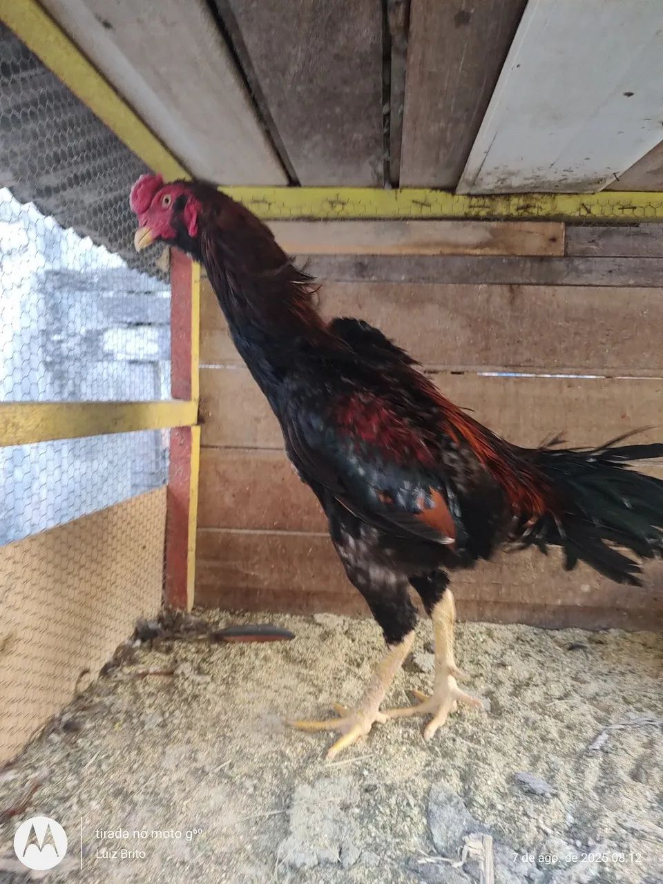 Galos e frangos raça 