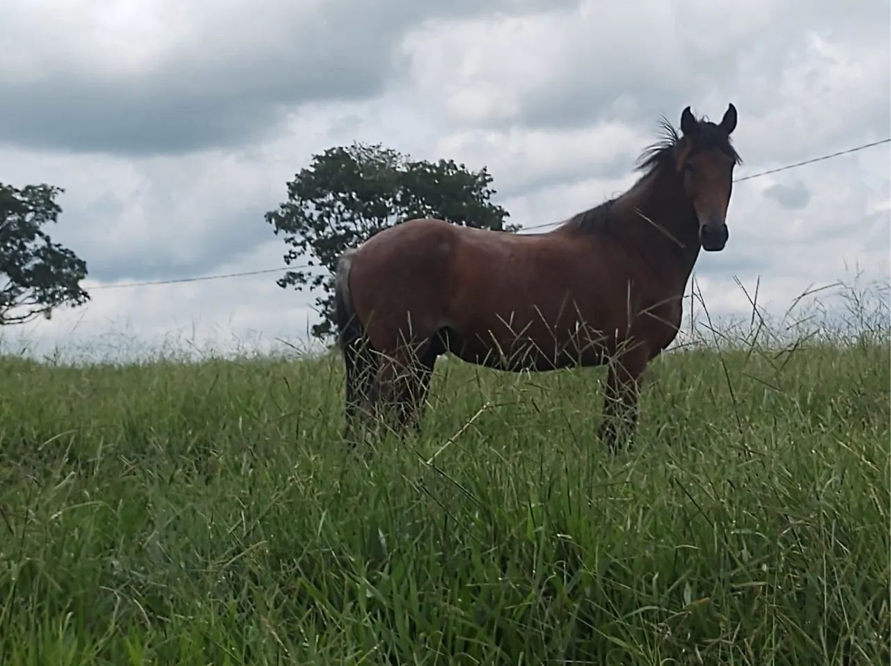 Vendo Cavalo castrado - Foto 2