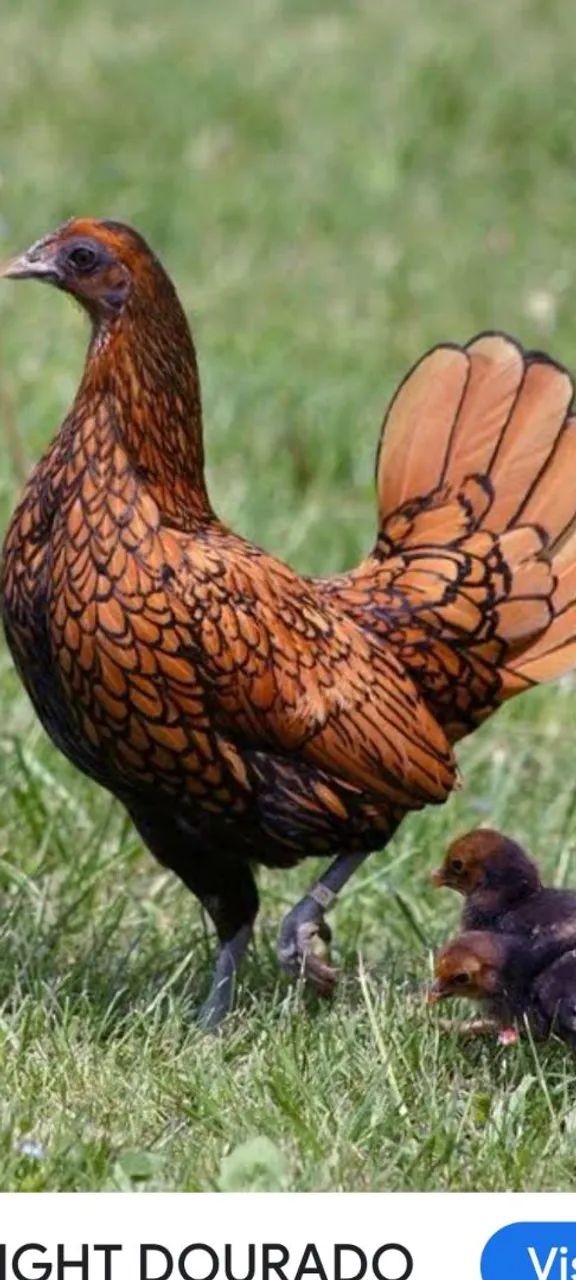 Ggalinhas e pintinhos sebrit douradoalo de raça com plumagem única - Foto 2