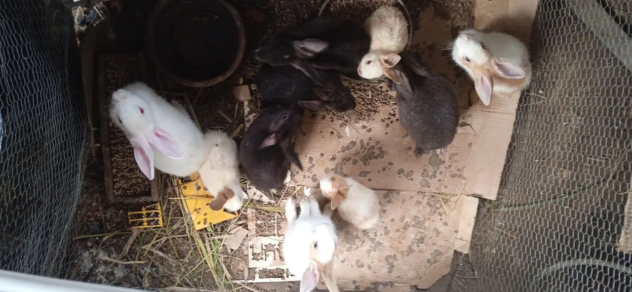 Filhotes de coelhos fofinhos .