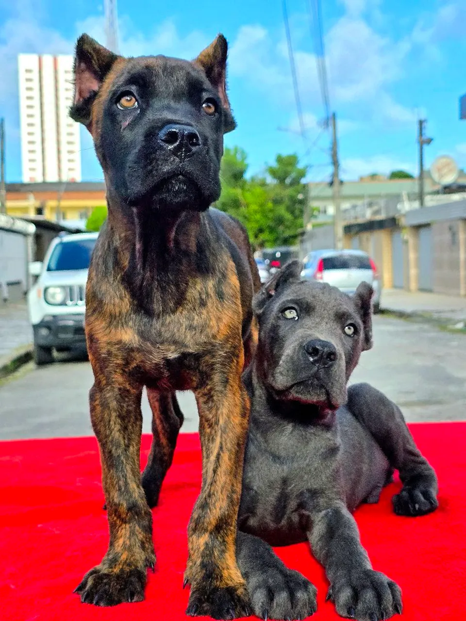 Filhotes MACHOS de Cane Corso de ALTÍSSIMO PADRÃO