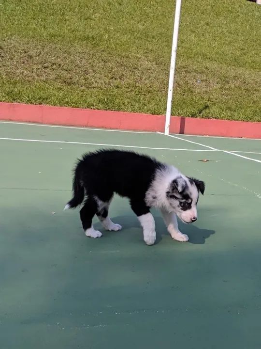 Borde Collie Todas as raças com ganratia total de saude e veterinario gratuito. - Foto 2