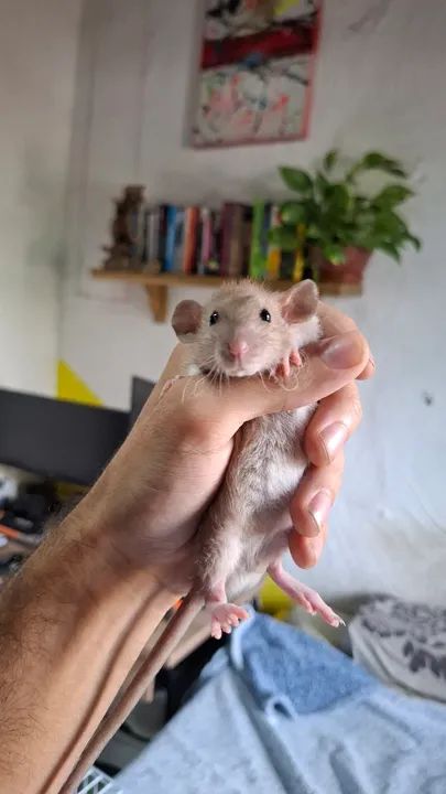 Ratos twisters pet - Foto 5