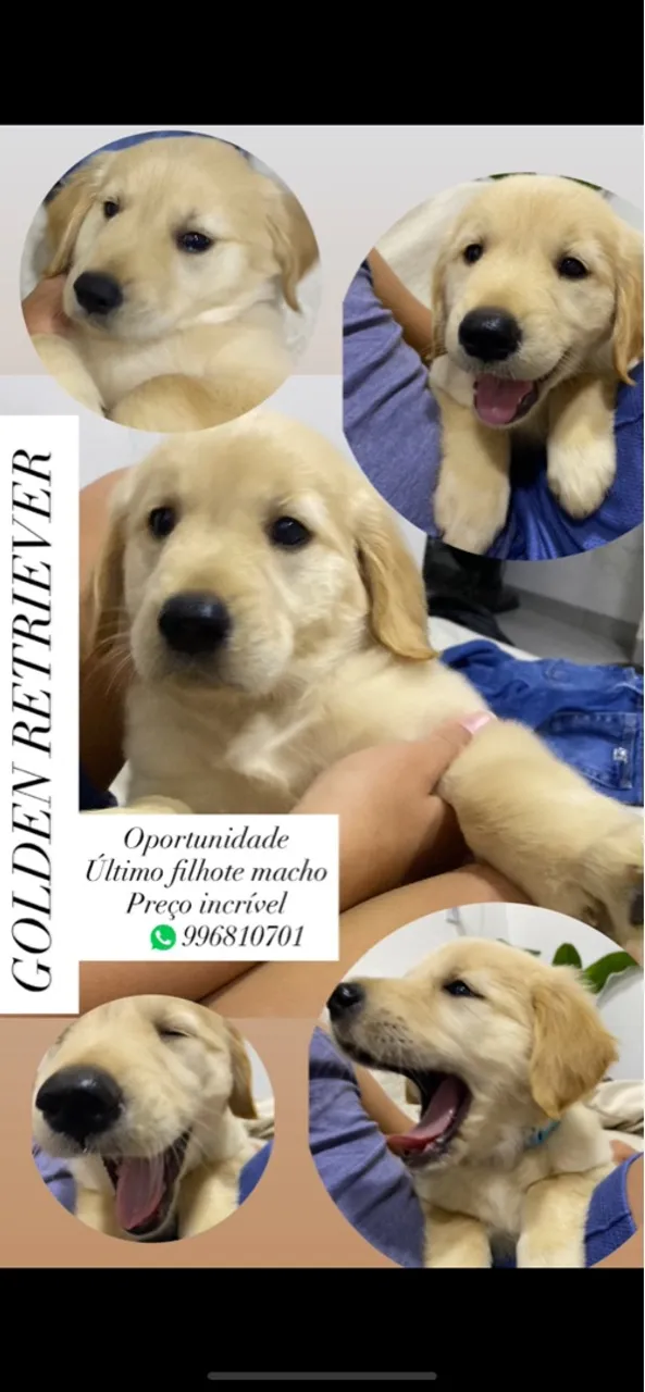 Golden Retriever - Último filhote macho