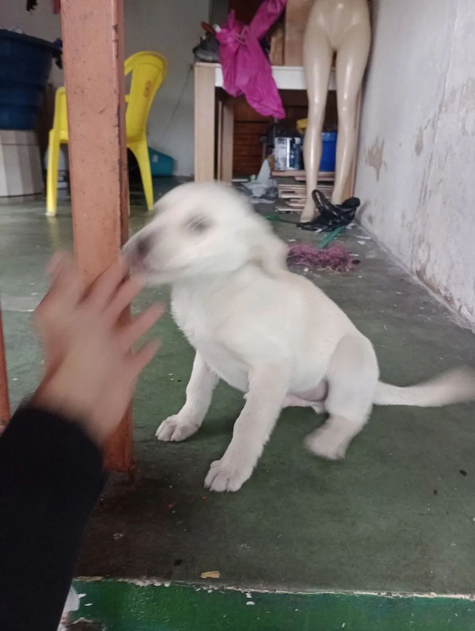 Filhote de cachorro branco