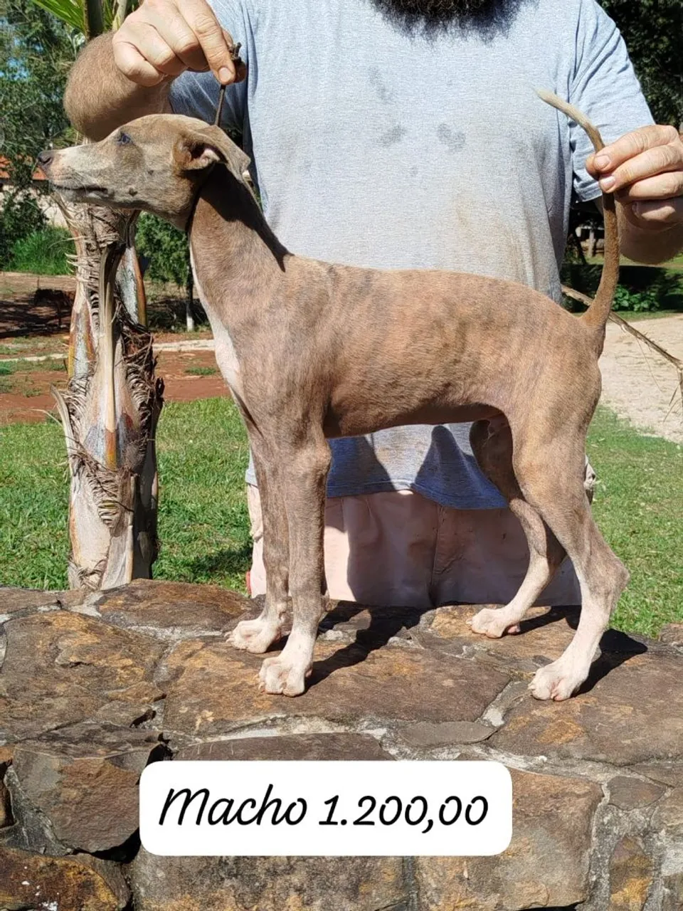 Filhote de Galgo Inglês
