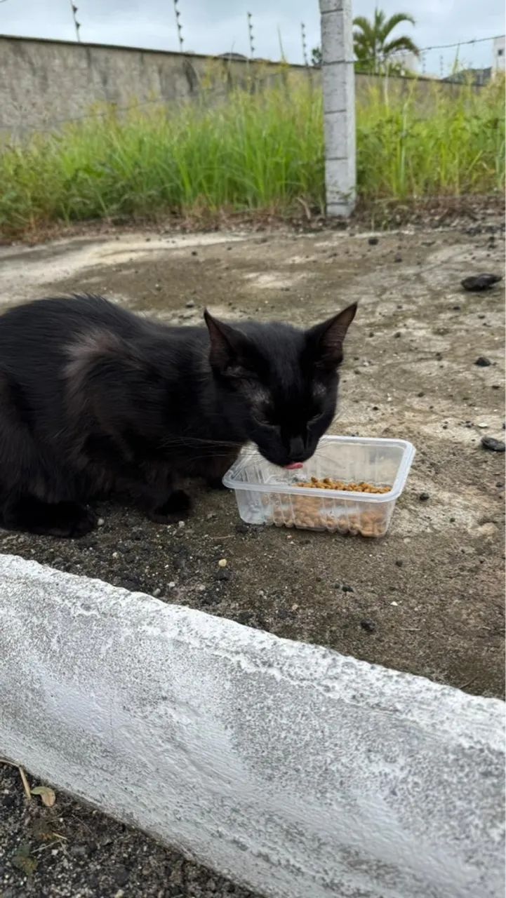 gato preto para adoção  - Foto 3