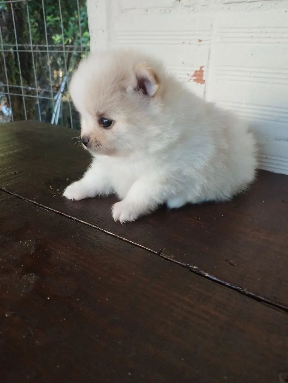 Lulu da Pomerânia Filhote (pais anões)