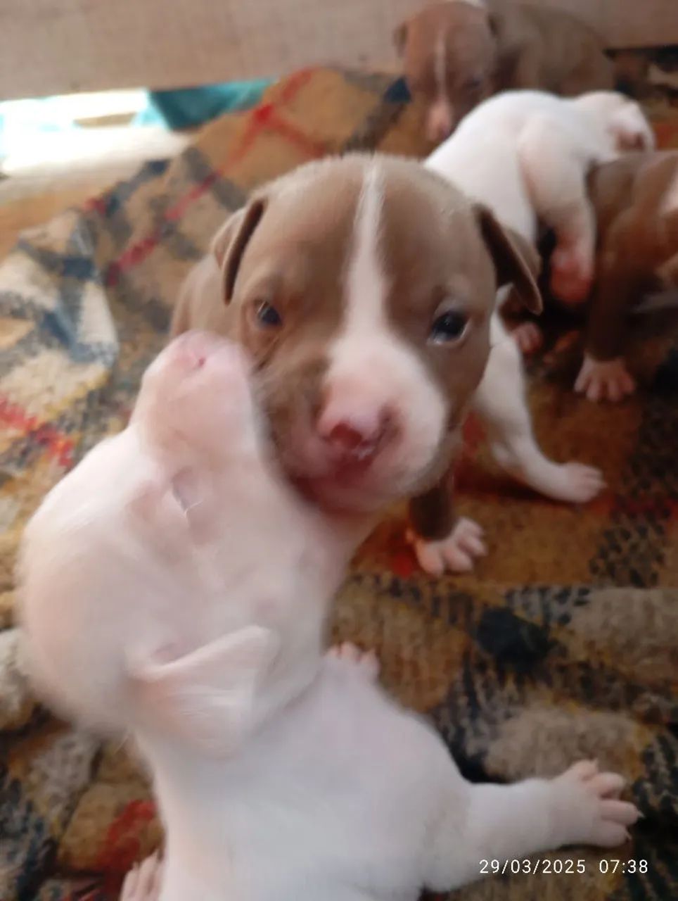 Filhote Pitbull - Foto 4