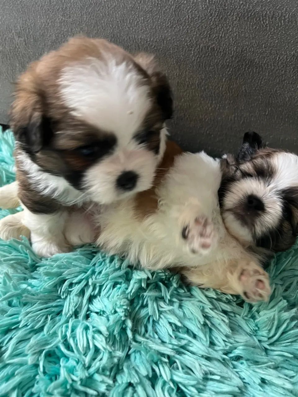 Filhote de Splitz (Lulu da Pomerania)  - Foto 2