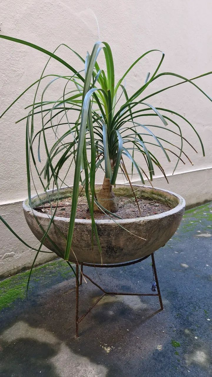 PLANTAS NO VASO DE CONCRETO 