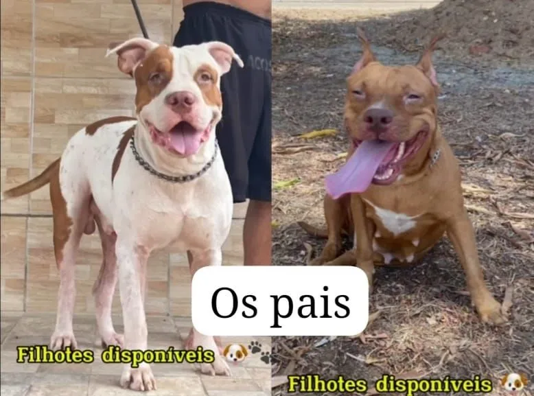 Pitbull tradicional